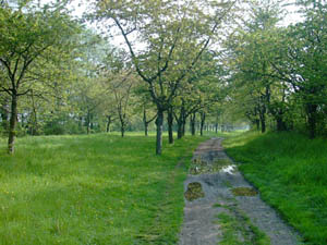 Ilse-Radweg